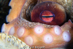 They seem to generally be shy about showing their pretty ... by Kevin Bryant 